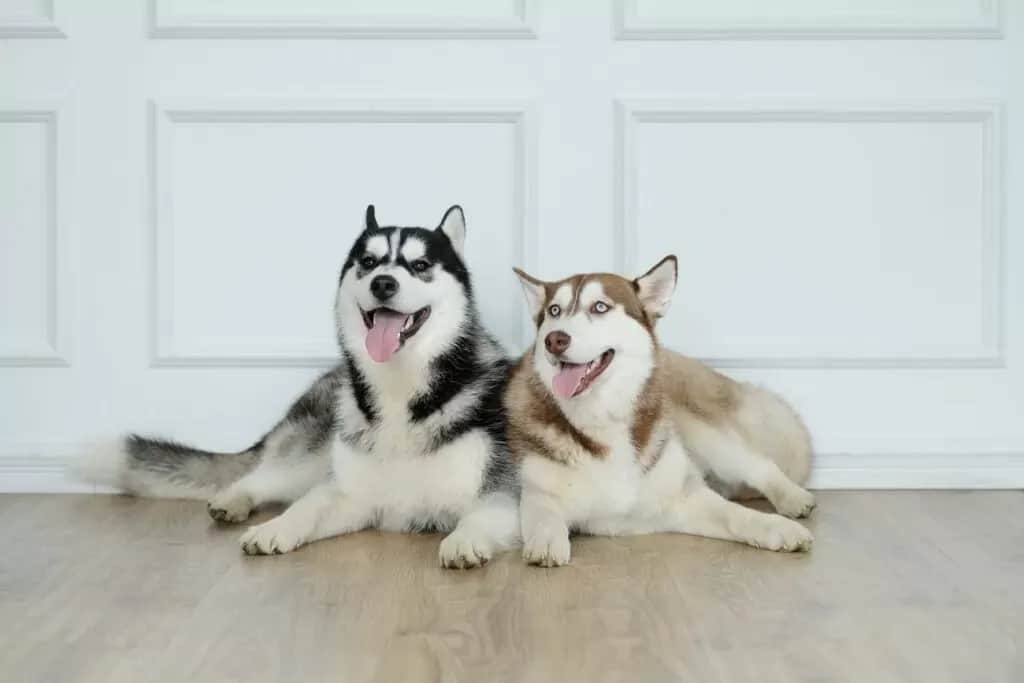 Ile kosztuje husky syberyjski? Sprawdź ceny i uniknij ukrytych kosztów!