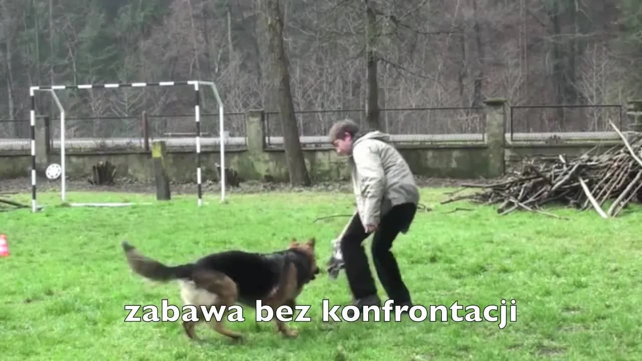 Kompletny poradnik jak wytresować owczarka: skuteczne metody i porady