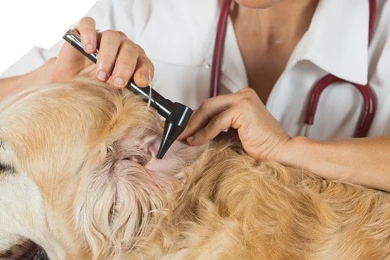 Aparaty słuchowe dla psów: ceny, opcje i jak wybrać odpowiedni model