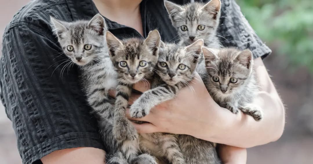 Zastrzyk antykoncepcyjny dla kota: koszty i skutki uboczne tej metody