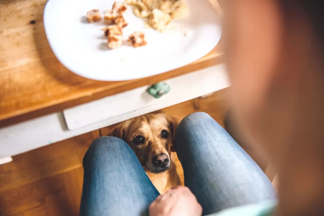 Czy pies może jeść ciasto? Poznaj zagrożenia i bezpieczne opcje
