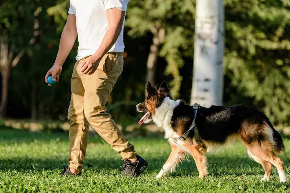 Skuteczne metody jak wytresować border collie: kompletny poradnik tresury