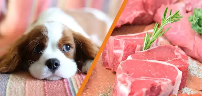 Czy pies może jeść surową wieprzowinę? Poznaj fakty i zagrożenia