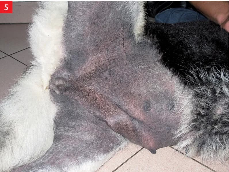 Ciemne plamy na skórze psa: przyczyny, diagnoza i leczenie