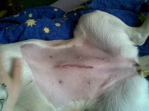 Czy sterylizacja zmienia charakter suczki? Jakie zmiany mogą wystąpić?