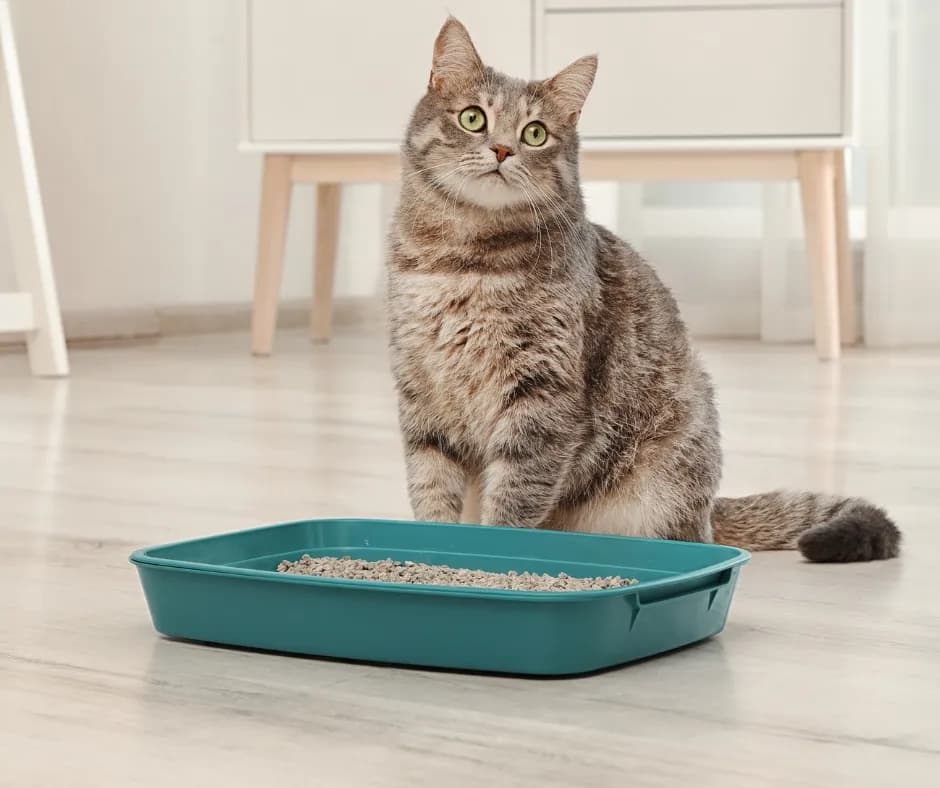 Wybierz najlepszy żwirek dla kota: 5 sprawdzonych rodzajów i opinie