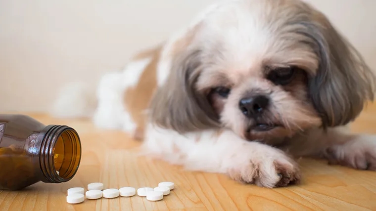 Jak działa tabletka na odrobaczanie psa i jakie ma skutki uboczne
