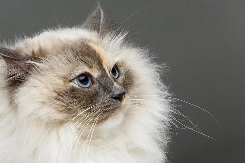 Dlaczego kotu wypada sierść? Przyczyny i możliwe rozwiązania