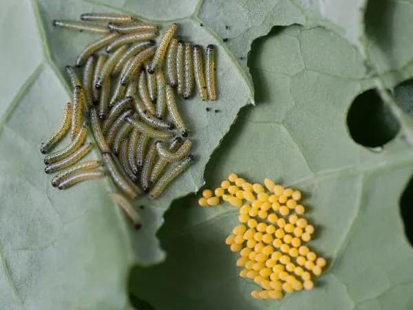 Bielinek kapustnik: Co jedzą gąsienice i jak je zwalczyć?