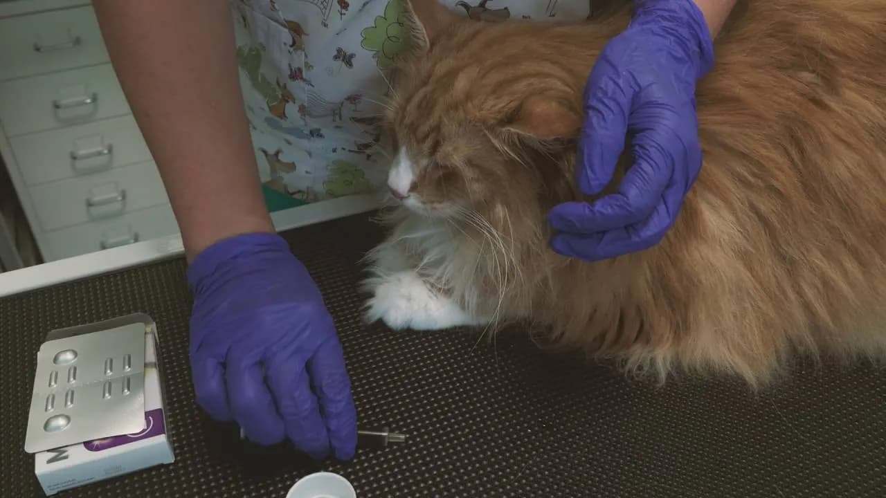 Jak podać kotu tabletkę na odrobaczanie bez stresu i problemów