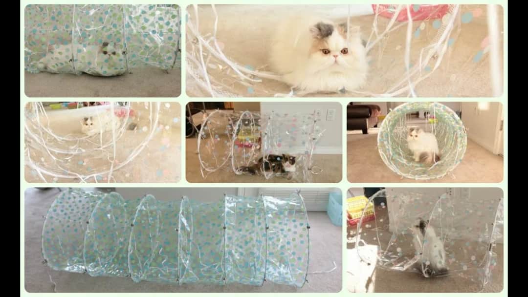 Jak zrobić tunel dla kota w prosty sposób: krok po kroku dla każdego