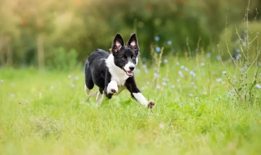 5 skutecznych sposobów jak wytresować psa żeby nie uciekał z ogrodu i domu