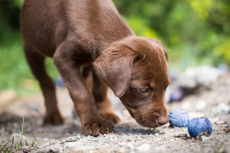 Czy pies może jeść śliwki? Sprawdź, co musisz wiedzieć o ich bezpieczeństwie