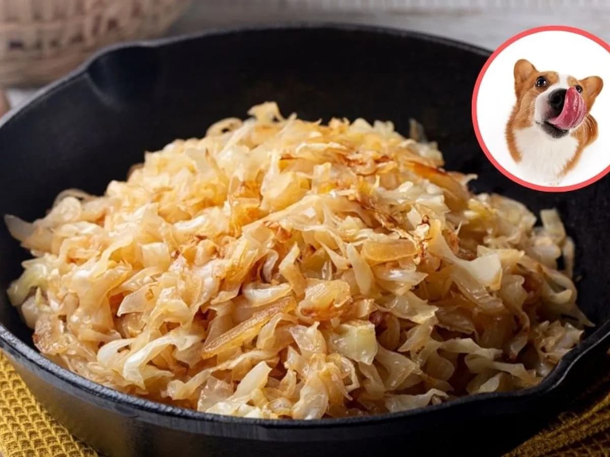 Czy pies może jeść kapustę kiszoną - odpowiedzi eksperta