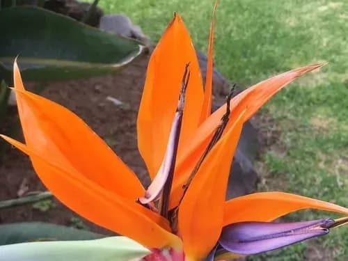 Strelicja w domu z kotem - skutki zatrucia i objawy, które musisz znać