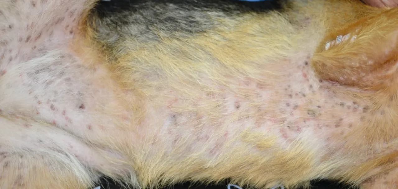 Ciemne plamy na skórze psa: przyczyny, diagnoza i leczenie