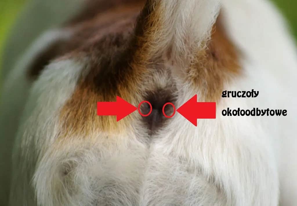 Objawy zapalenia gruczołów okołoodbytowych u psa i leczenie