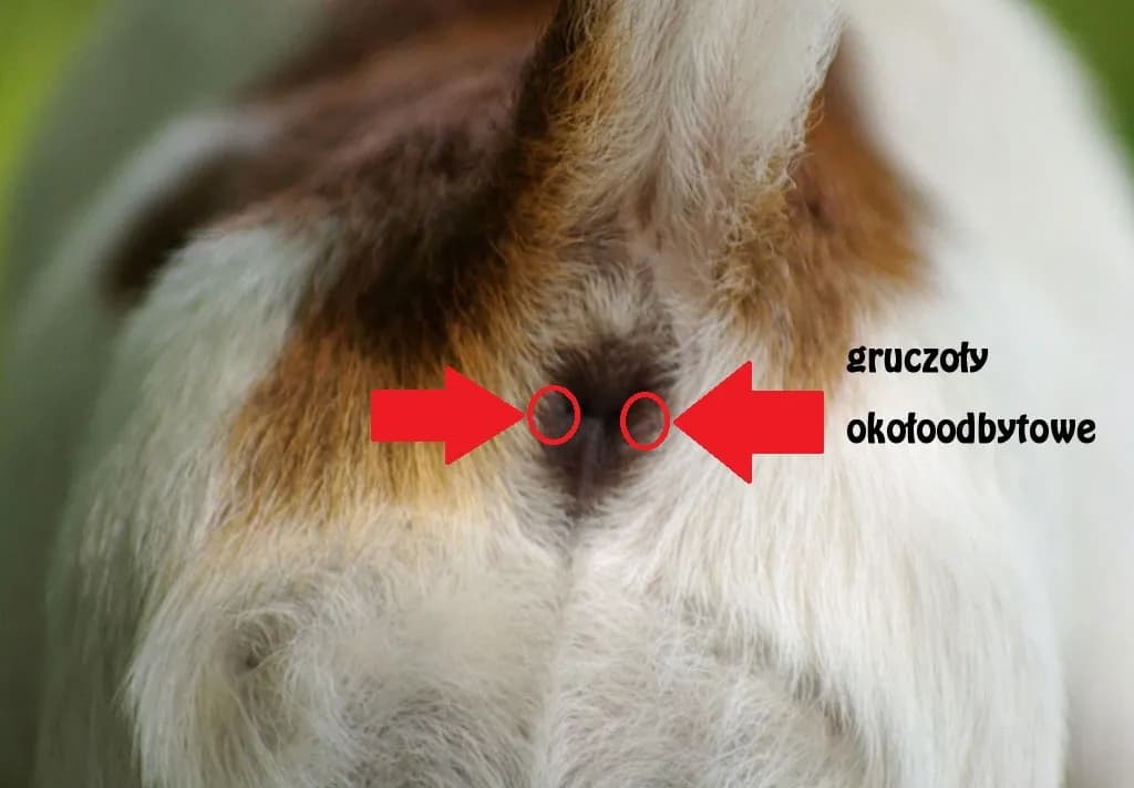 Objawy zapalenia gruczołów okołoodbytowych u psa i leczenie