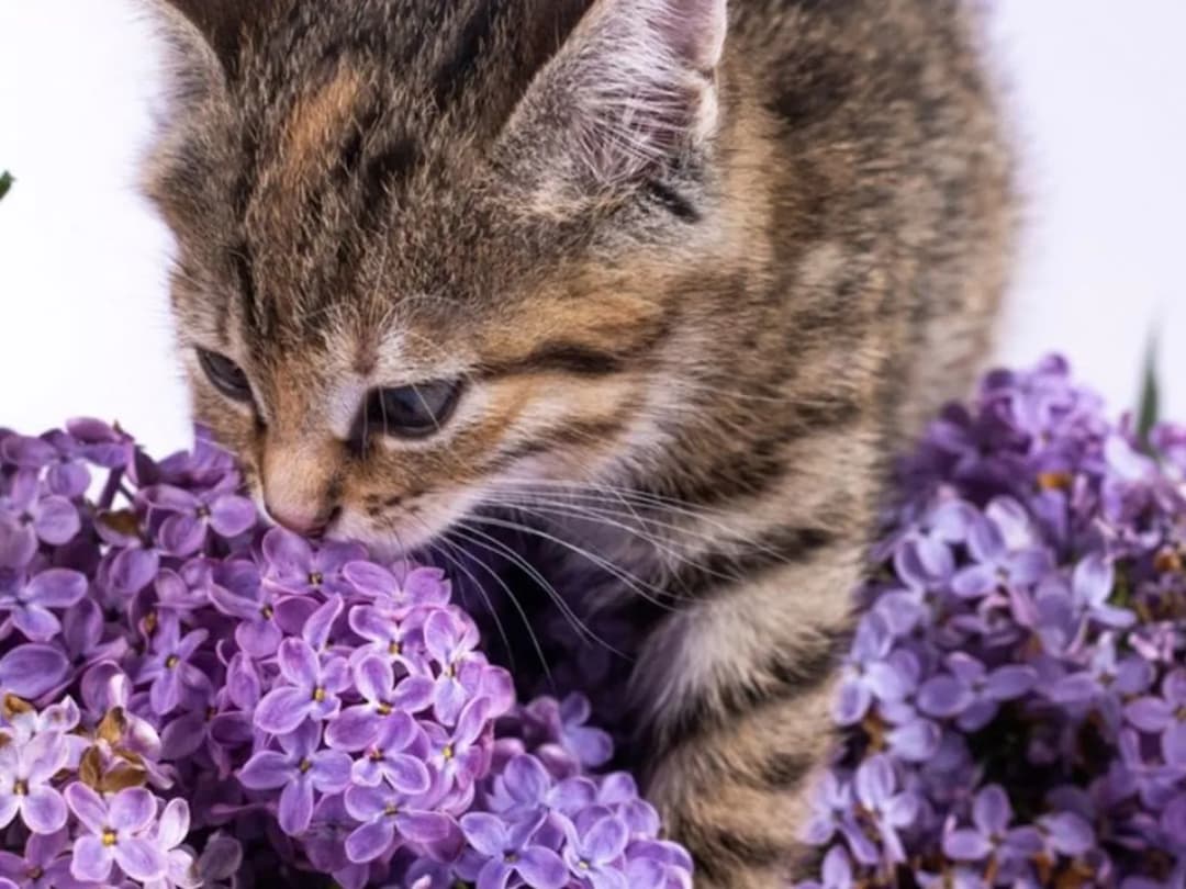 Czy bez jest trujący dla kota - poznaj objawy i zasady bezpieczeństwa
