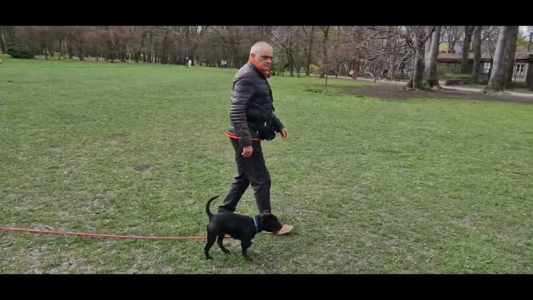 Jak wytresować pitbulla na lojalnego przyjaciela - skuteczne techniki tresury