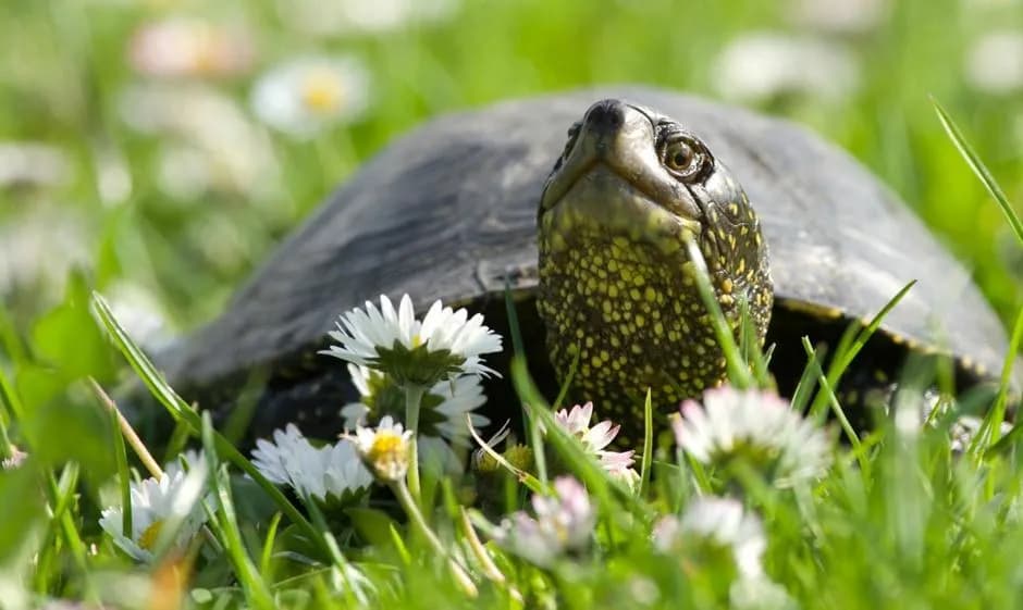 Adopcja żółwia - działaj odpowiedzialnie