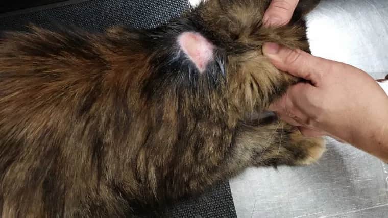 Zapalenie skóry u kota - Przyczyny, objawy, leczenie