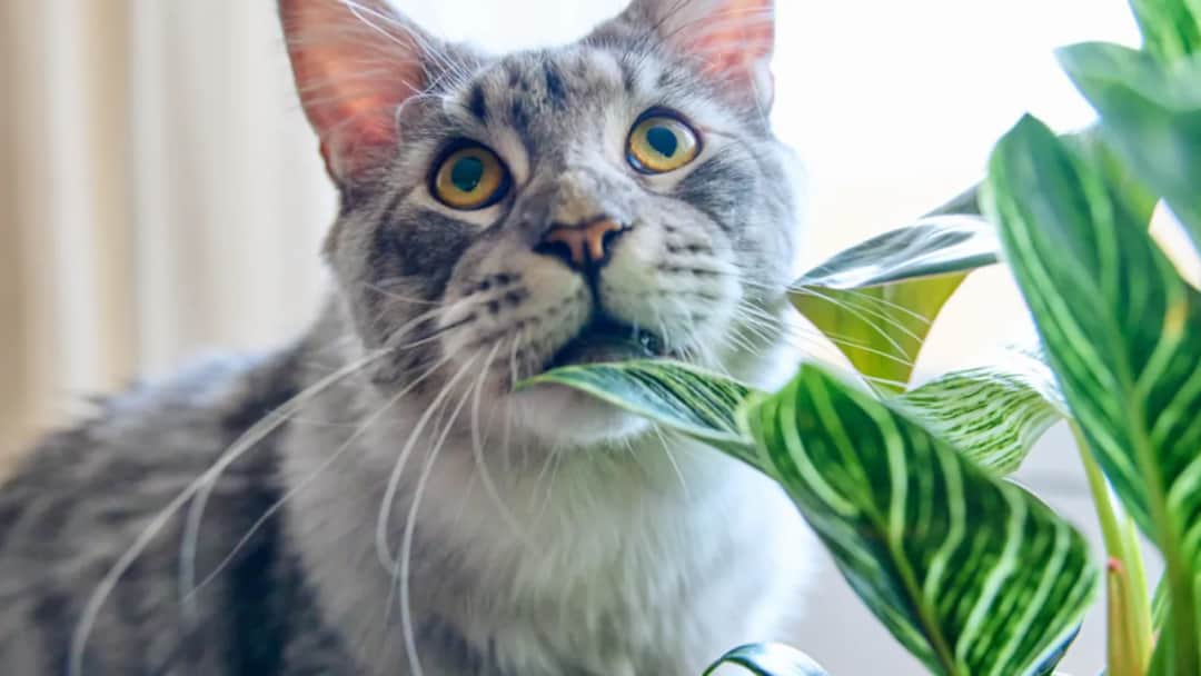 Toksyczność geranium dla kotów: co musisz wiedzieć jako właściciel pupila