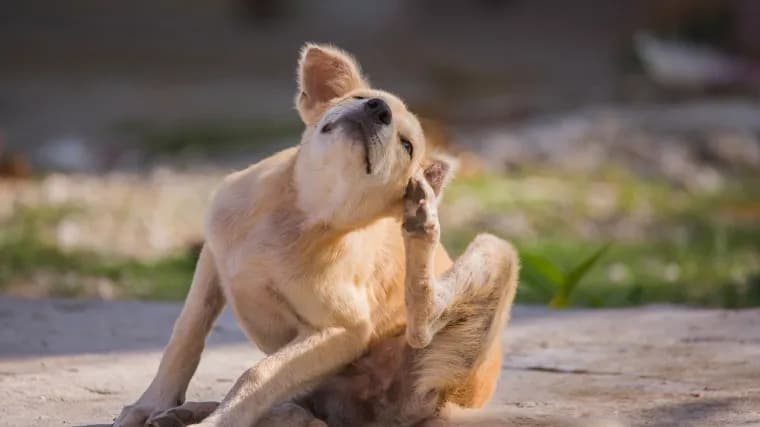 Gdy szczeniak się drapie: Możliwe przyczyny i skuteczne metody leczenia
