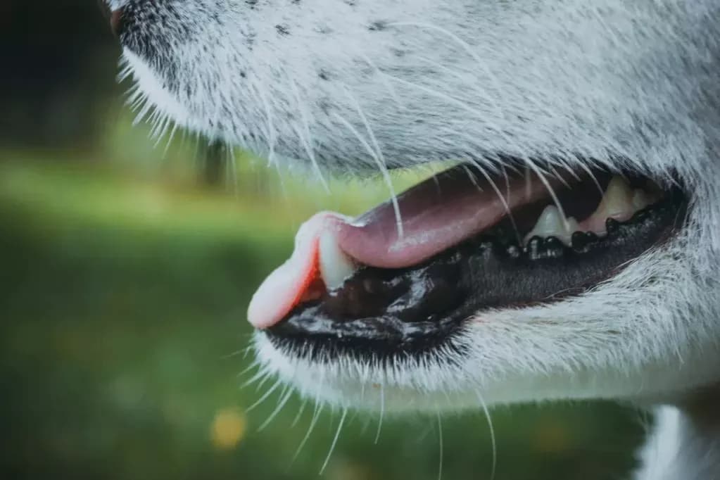 Dlaczego pies się ślini? Przyczyny nadmiernego ślinienia i leczenie