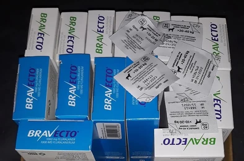 Gdzie kupić Bravecto dla kota - praktyczny poradnik zakupowy dla właścicieli