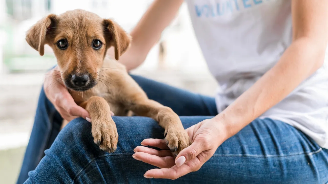 Jak przygotować się na adopcję zwierzaka?