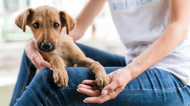 Jak przygotować się na adopcję zwierzaka?