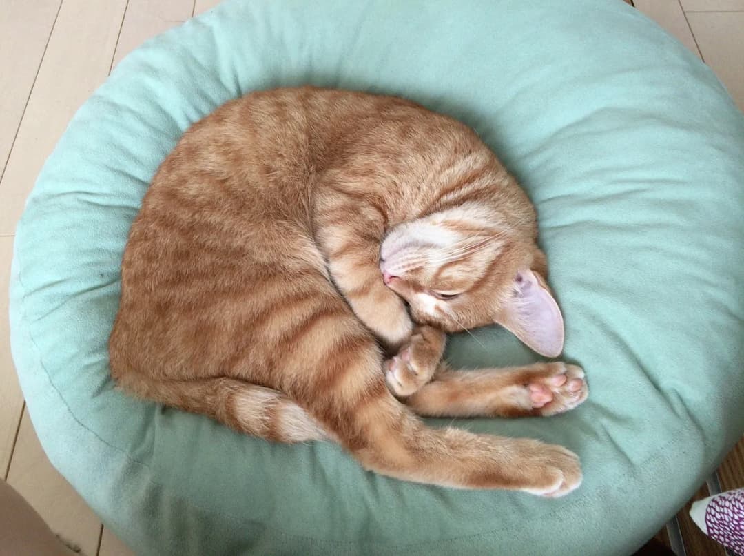 Jak zrobić legowisko dla kota w domu: prosty poradnik dla miłośników kotów