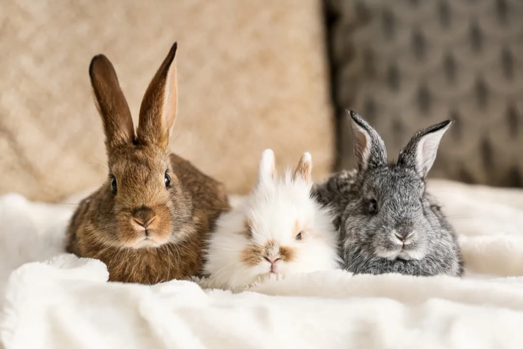 Ile żyją króliki? Przewidywana długość życia i opieka nad królikiem