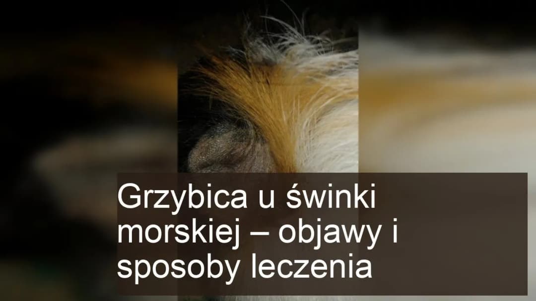 Grzybica u świnki morskiej - zdjęcia i porady