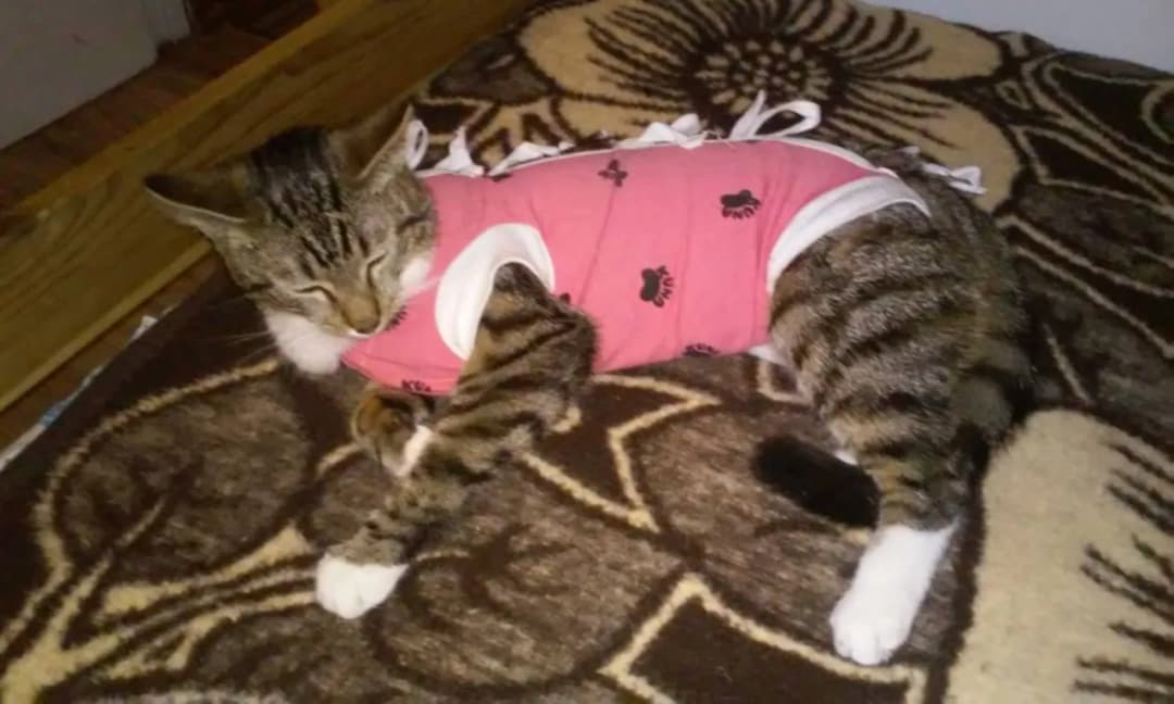 Łatwe ubranko pooperacyjne dla kota: domowy sposób na szybką rekonwalescencję