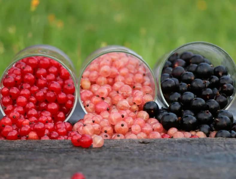 Czy pies może jeść czerwoną porzeczkę? Korzyści i zagrożenia