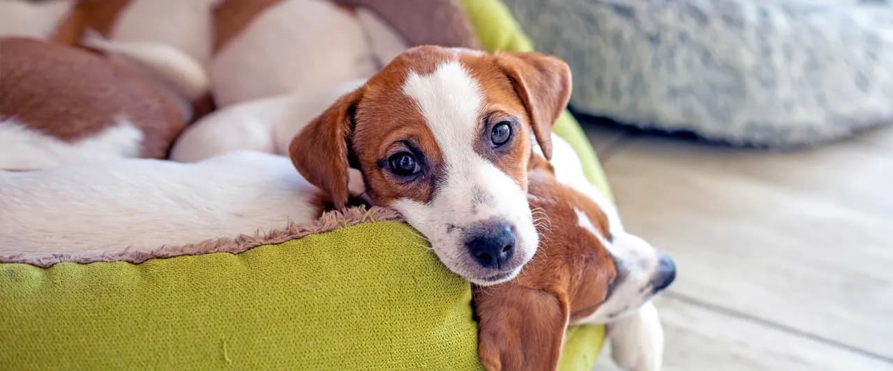 Czym odrobaczać psa? Skuteczne metody i preparaty na pasożyty