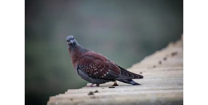 Kiedy odrobaczać gołębie, aby uniknąć chorób i zapewnić zdrowie