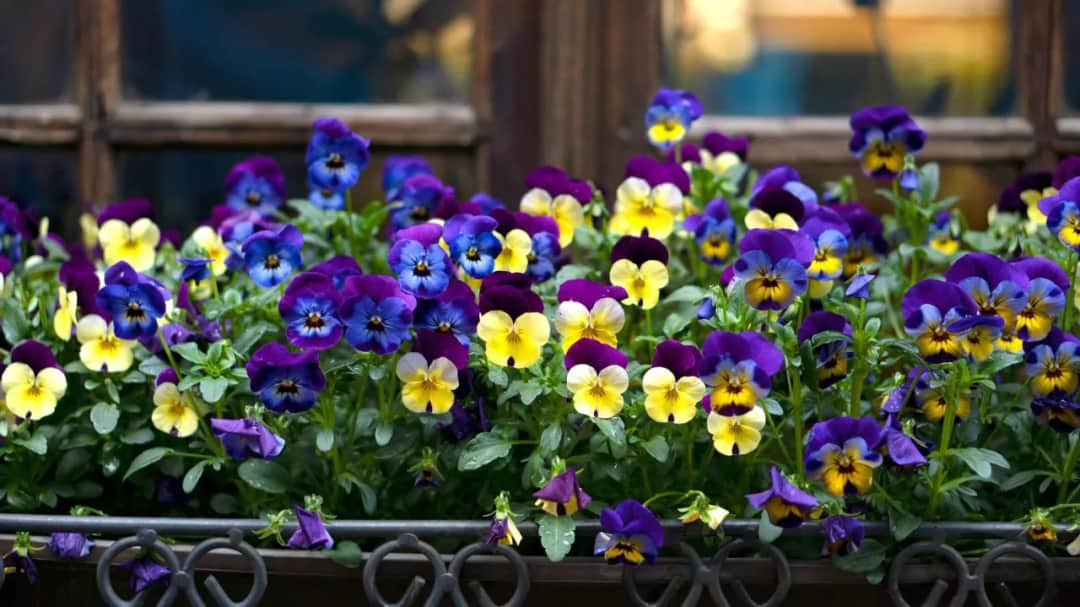 Czy bratki są trujące dla kotów - poznaj prawdę i uniknij zagrożenia