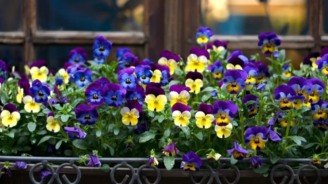 Czy bratki są trujące dla kotów - poznaj prawdę i uniknij zagrożenia