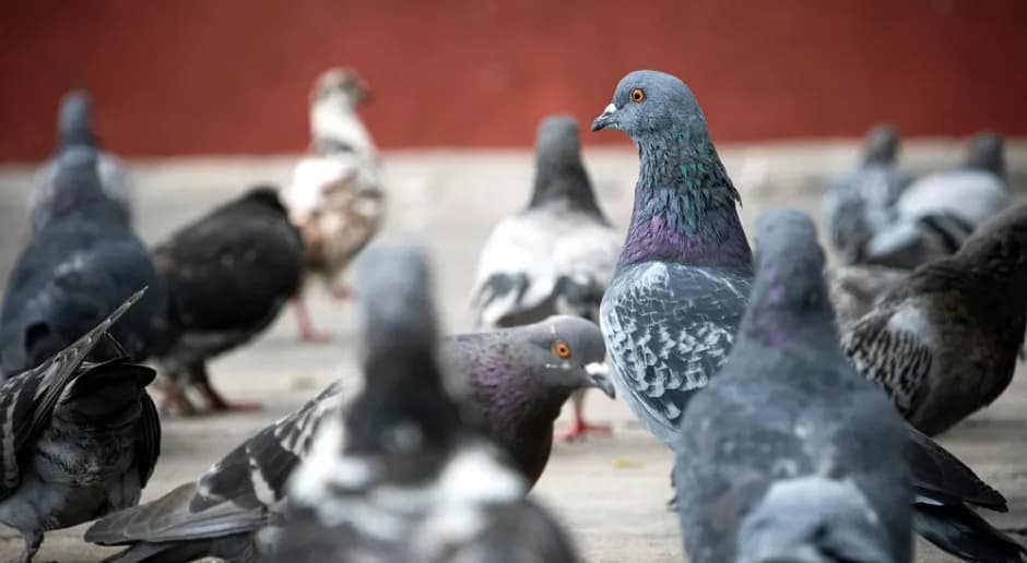 Leczenie salmonelli u gołębi - skuteczne metody