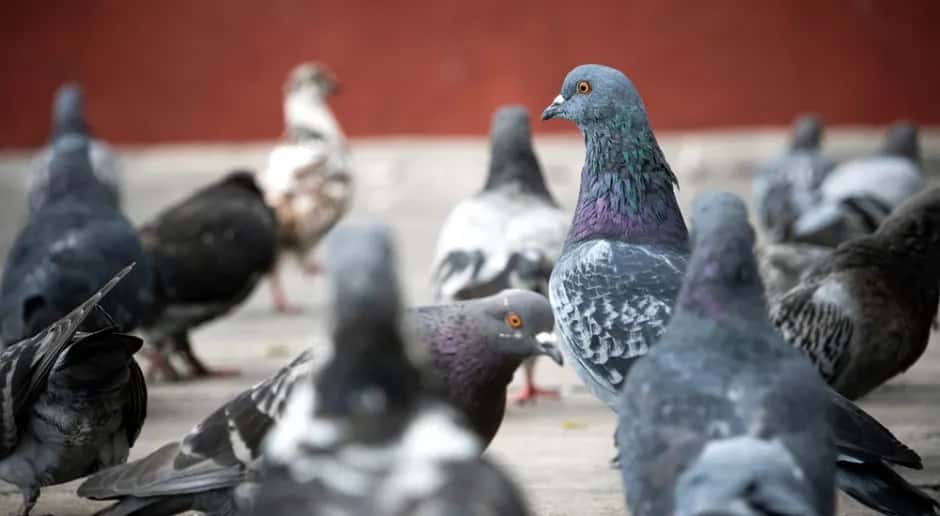 Leczenie salmonelli u gołębi - skuteczne metody