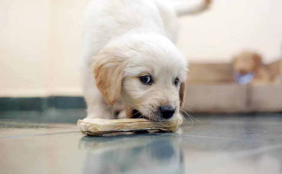 Czy pies może jeść kości z kaczki? Ryzyko i bezpieczne opcje