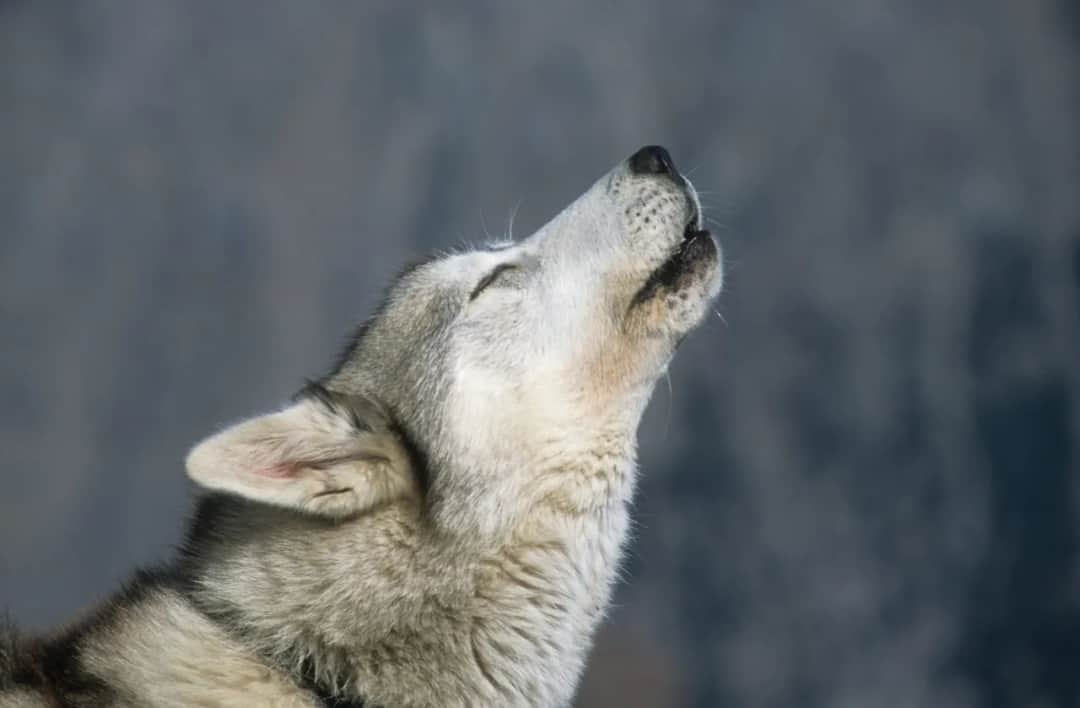 Dlaczego husky wyje? Odkryj przyczyny i jak to zrozumieć