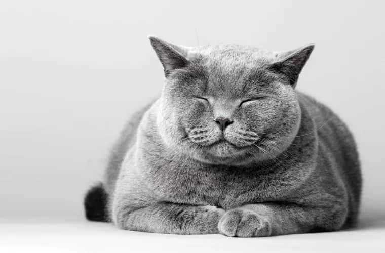 Koci wiek kalkulator - Oblicz ile to wiek dla twojego kota