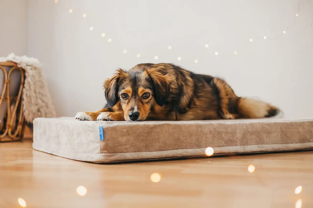Jak nauczyć psa spać na legowisku bez stresu i frustracji