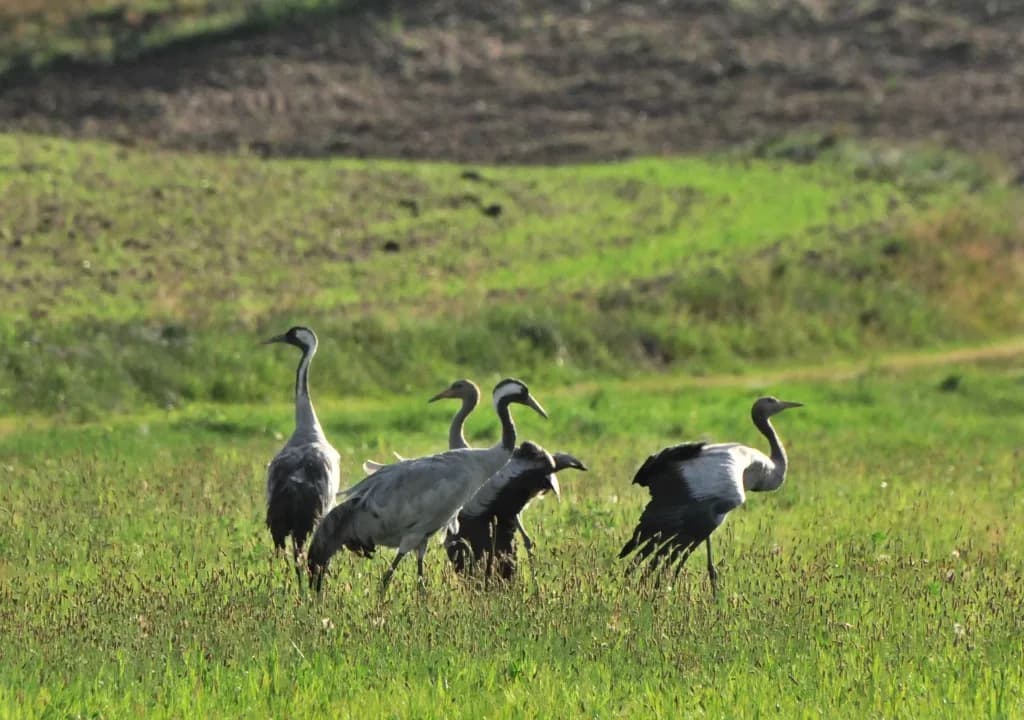 Czym się żywią żurawie? Odkryj ich zróżnicowaną dietę!