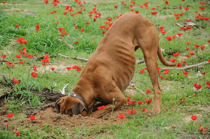 Dlaczego pies kopie w legowisku? Przyczyny i sposoby na problematyczne zachowanie
