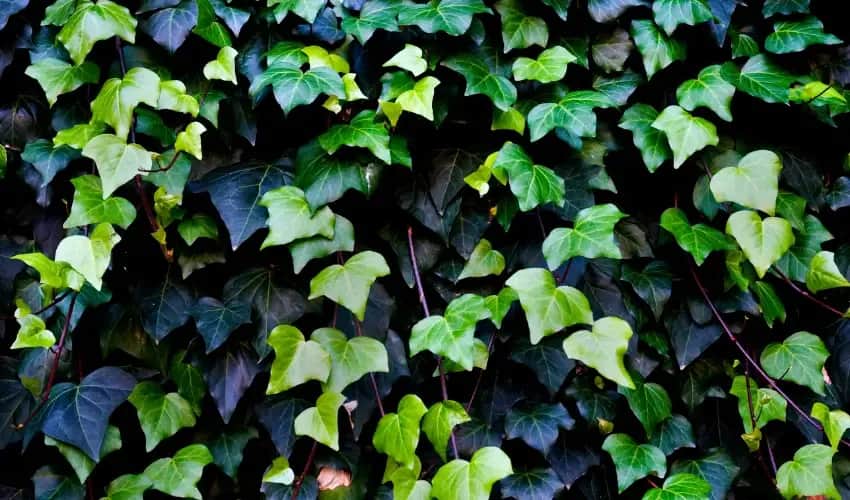 Bluszcz jest trujący dla kota - poznaj pierwsze objawy zatrucia i zasady ochrony